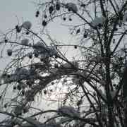 02-apple-county-by-ela-ready-4-web