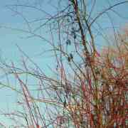 02-sunset-vines-by-ela-4-web_comp