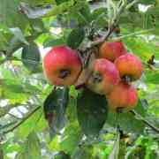 04-apple-county-by-ela