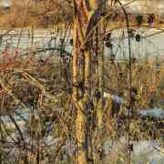 05-sunset-vines-by-ela-4-web