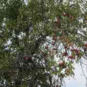 06-apple-county-by-ela