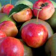 08-apple-county-by-ela