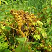 08-sunset-vines-by-ela-4-web_comp