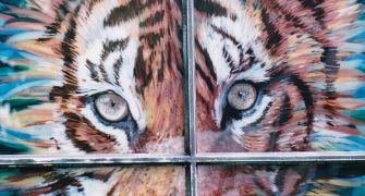 Read more: Tiger