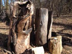 Read more: Driftwood, the natural beauty 